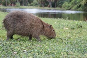 Capybara in a city park, Rio, Brazil