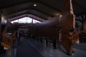 Cross section of the huge Kauri trees