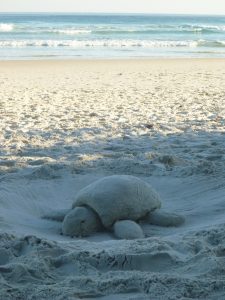 Just a turtle hanging Lopez Mendes Ilha Grande Brazil