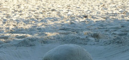 Just a turtle hanging Lopez Mendes Ilha Grande Brazil