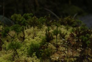Moss-covered forests common all over Milford