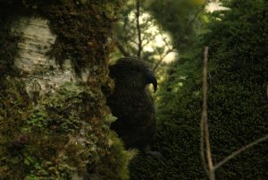 The world's only mountain parrot; the"Kea"