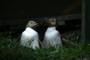 Yellow-eyed penguins