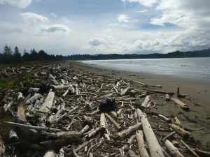 Driftwood beach