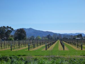 Sunny vineyards awaiting grapes