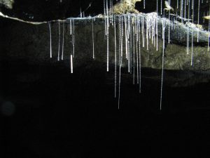 Glow worm poo up close