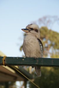 Kookaburra chilling on our campsite washing line