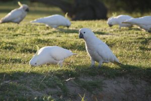 Parakeets in Lorne Australia