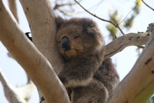 Sleepyhead koala Australia