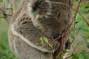 Gorgeous cosy koala