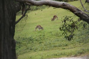 Kangaroos in Anglesea Australia