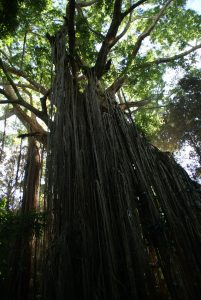 Curtain ficus tree Queensland