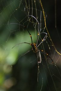 Scary looking spider! (Golden orb) Australia