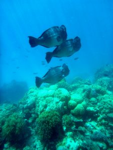 More fish! Great Barrier Reef
