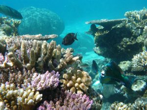 Colourful coral Great Barrier Reef