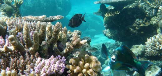 Colourful coral Great Barrier Reef