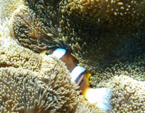 Hiding clown fish Great Barrier Reef