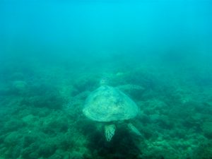 Whitsunday turtle Australia