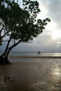 1770 mangrove Australia