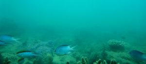 Whitehaven fish Australia