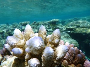 Coral Great Barrier Reef