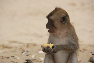 Monkey and banana Ao Nang Thailand