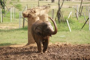 Mud on! Elephant Sanctuary Chiang Mai
