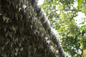 Thousands of prayers Wat Rong Thailand