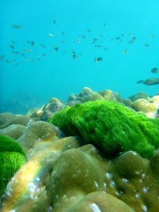 Some coral and fish near phi phi island Thailand