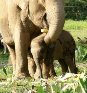 Little baby girl Elephant Sanctuary Chiang Mai