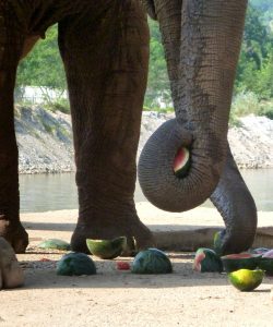Watermelons mmm Elephant Sanctuary Chiang Mai