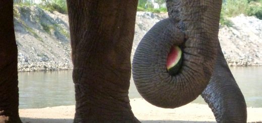Watermelons mmm Elephant Sanctuary Chiang Mai