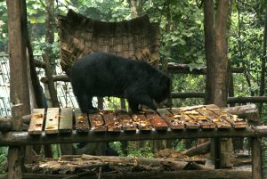 Asian black bear Luang Prabang Laos