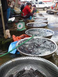 Jumpy fish Luang Prabang market