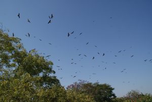 So many eagles, Udaipur
