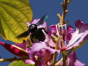 Lots of wildlife, Udaipur