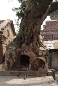 What grew first? The tree or the building?! 