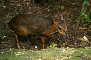 Mouse deer (the worlds smallest deer), only 30cm high!