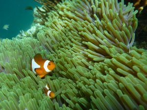 We can see you! Nemo, Palawan