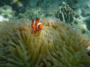 Look who's hiding in the anemone again