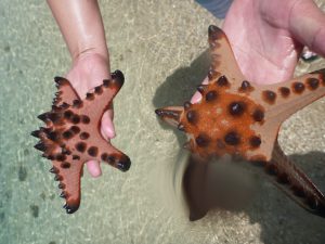 Starfish found on Starfish Island
